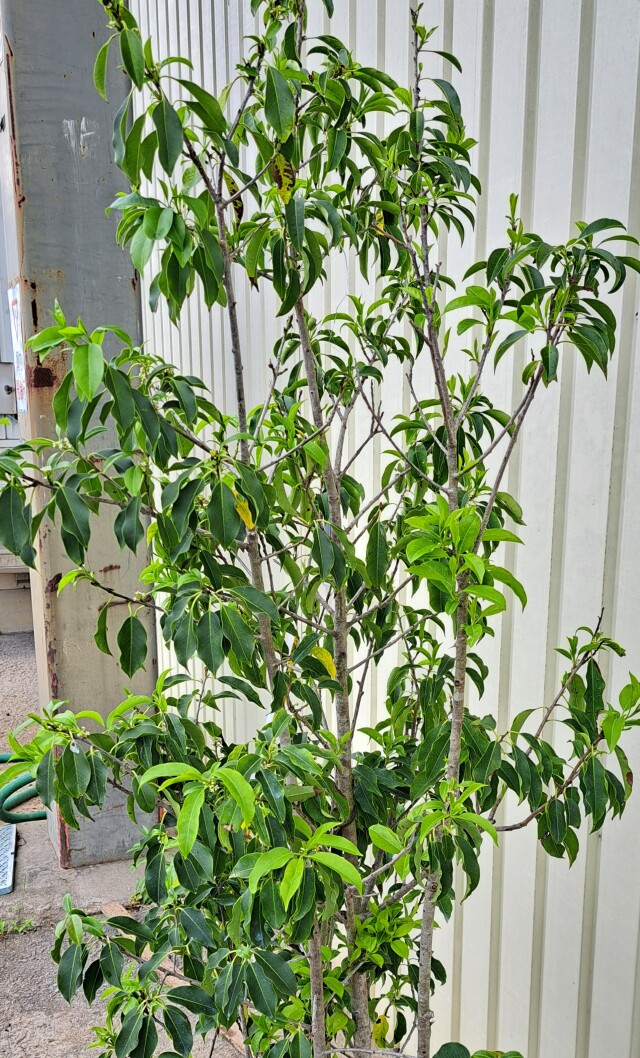 ソヨゴ　そよご　株立ち　たんぼく　植木組合