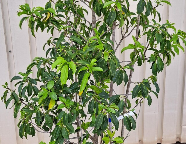 ソヨゴ　そよご　株立ち　たんぼく　植木組合