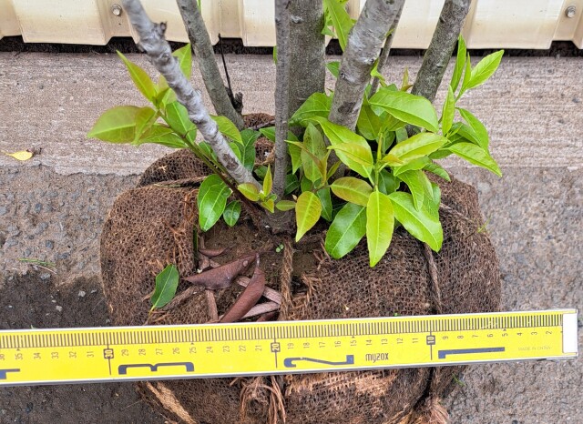 ソヨゴ　そよご　株立ち　たんぼく　植木組合