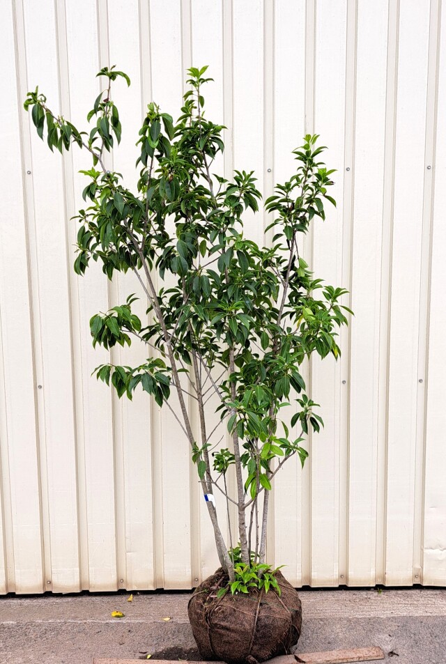 ソヨゴ　そよご　株立ち　たんぼく　植木組合