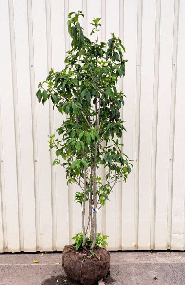 ソヨゴ　そよご　株立ち　たんぼく　植木組合