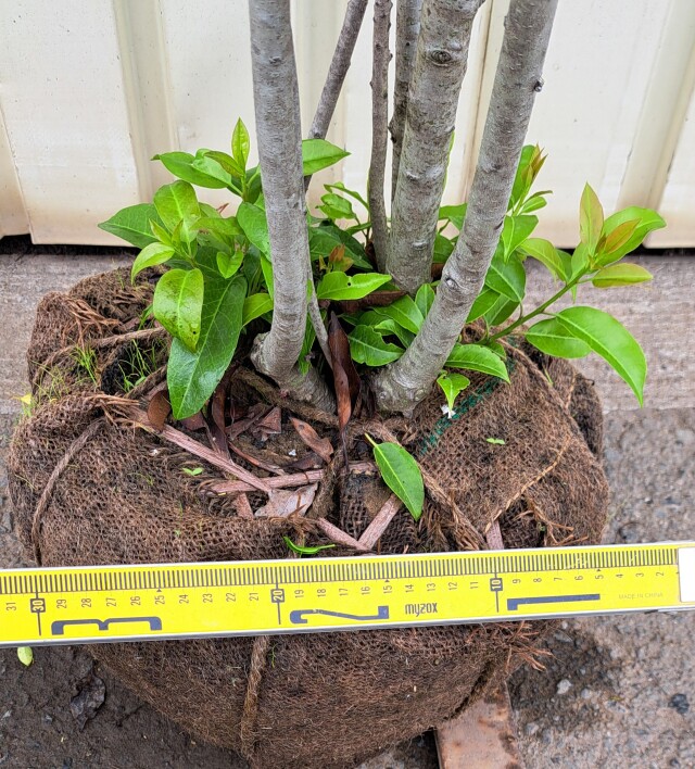 ソヨゴ　そよご　株立ち　たんぼく　植木組合