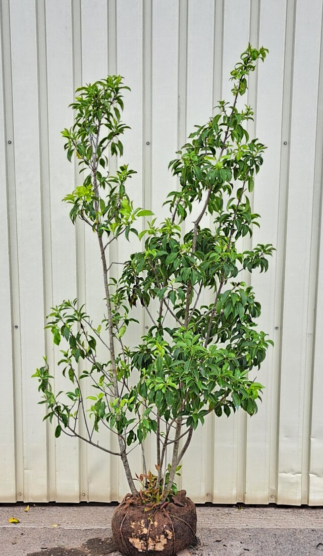 ソヨゴ　そよご　株立ち　たんぼく　植木組合