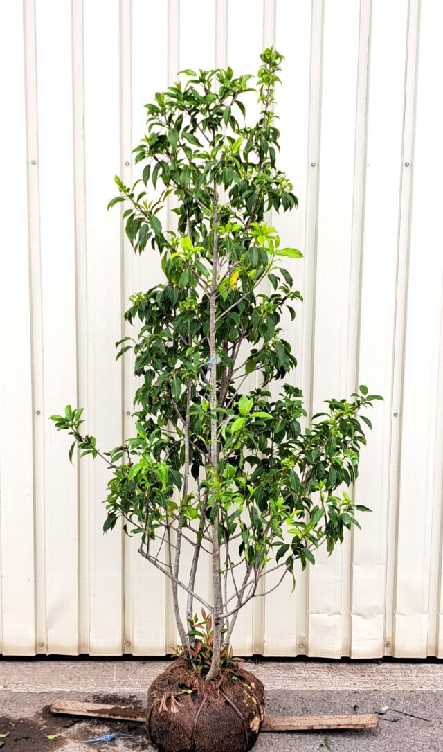ソヨゴ　そよご　株立ち　たんぼく　植木組合