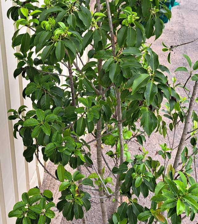 ソヨゴ　そよご　株立ち　たんぼく　植木組合