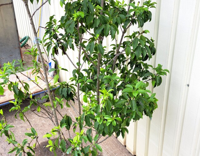 ソヨゴ　そよご　株立ち　たんぼく　植木組合