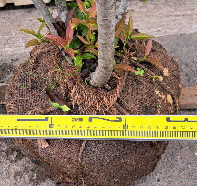 ソヨゴ　そよご　株立ち　たんぼく　植木組合