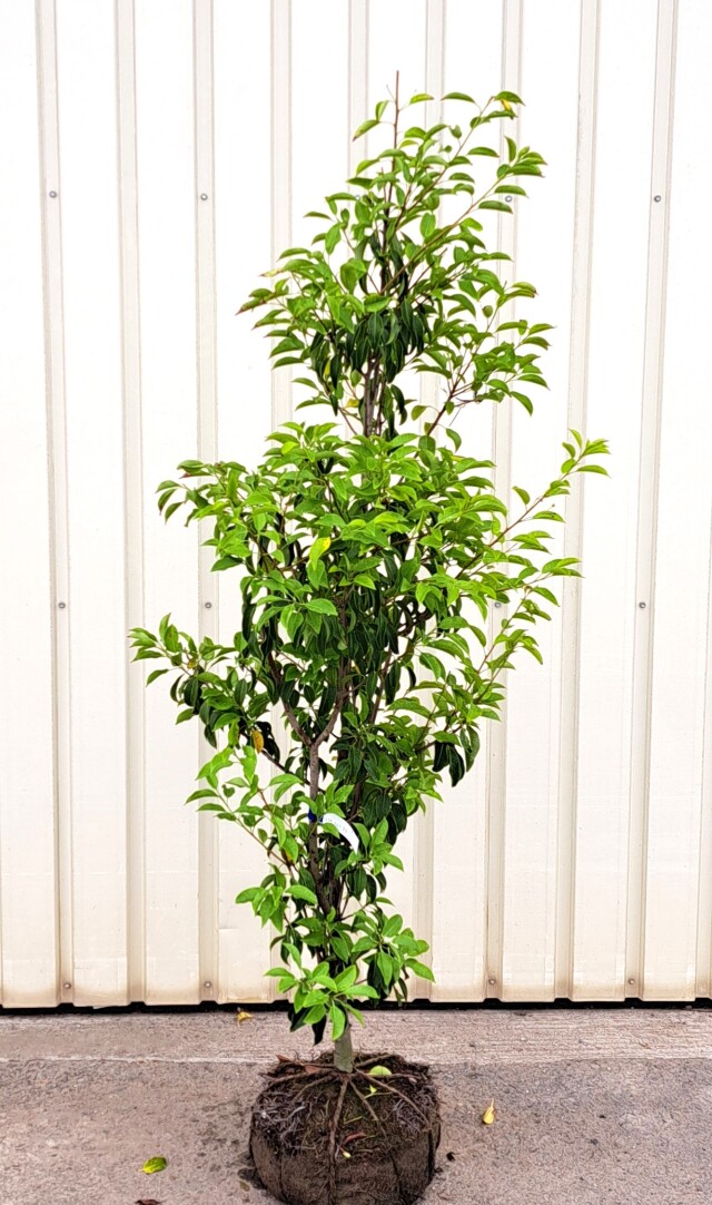 ソヨゴ　そよご　単木　たんぼく　植木組合