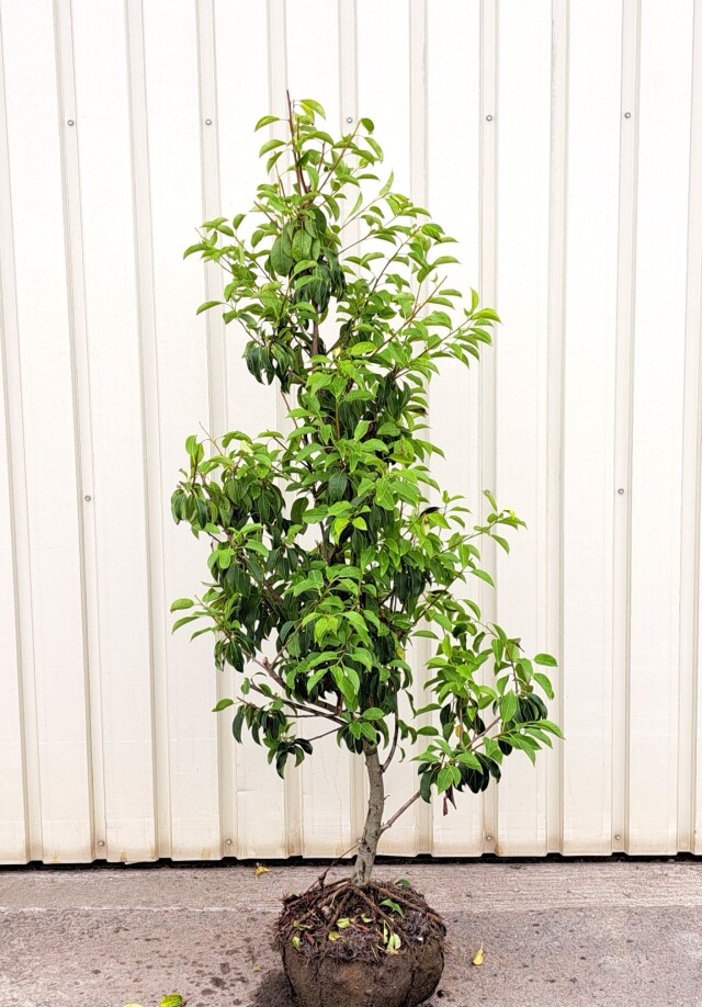 ソヨゴ　そよご　単木　たんぼく　植木組合