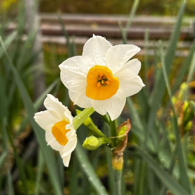 スイセン　花