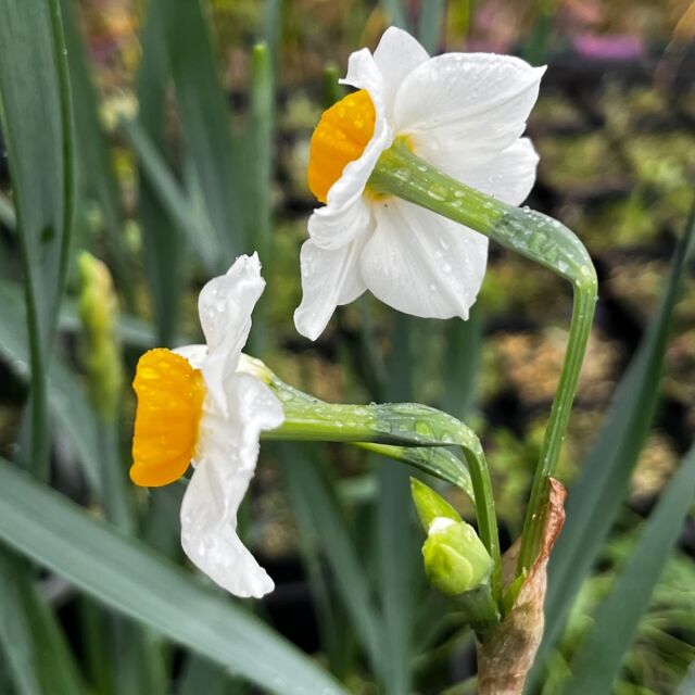 スイセン　花