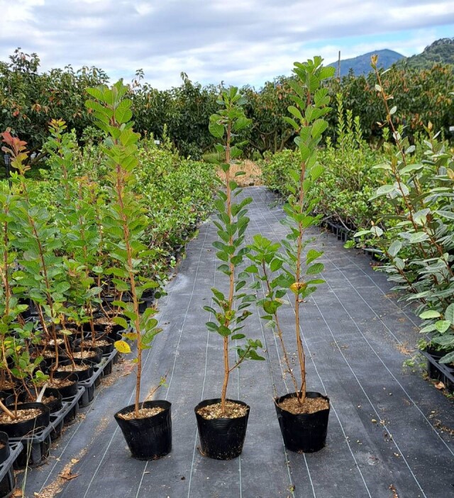 スモークツリー苗 ルビーハート シンボルツリー 落葉樹 庭木植木 楽天市場】【現品発送】スモークツリールビーハート 赤花 樹高1.1-2.2m