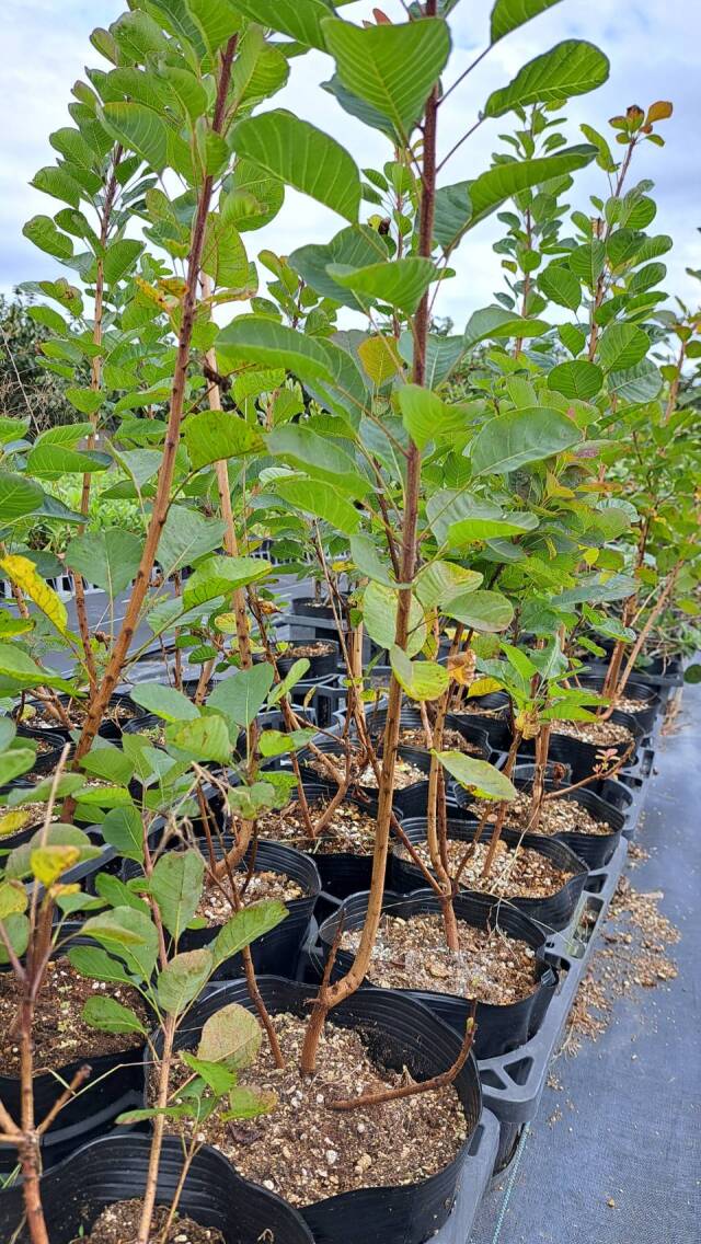 スモークツリー　ルビーハート　るびーはーと　すもーくつりー　植木組合　落葉　シンボルツリー　けむりの木