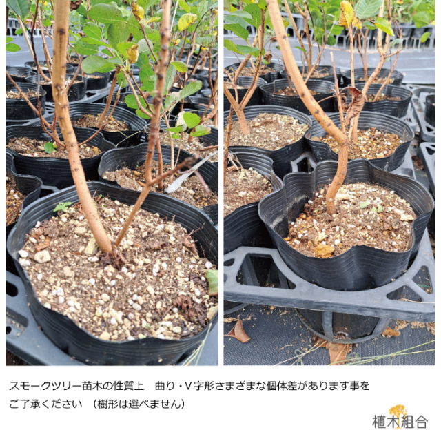 スモークツリー ルブリフォリウス