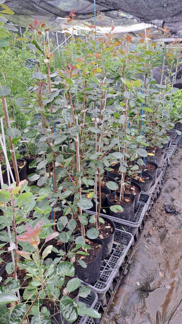 スモークツリー るぶりふぉりうす ルブリフォリウス 植木組合 落葉 シンボルツリー けむりの木