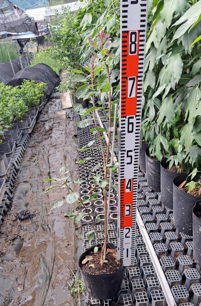 スモークツリー　るぶりふぉりうす　ルブリフォリウス　植木組合　落葉　シンボルツリー　けむりの木