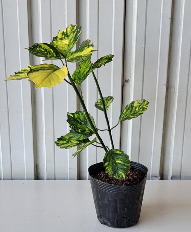 アオキスルガベンテン　あおきするがべんてん　青木　駿河　弁天　植木組合