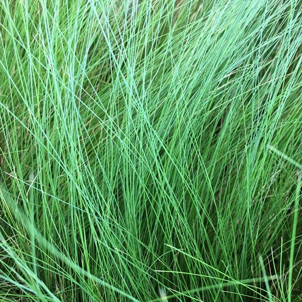 スティパ