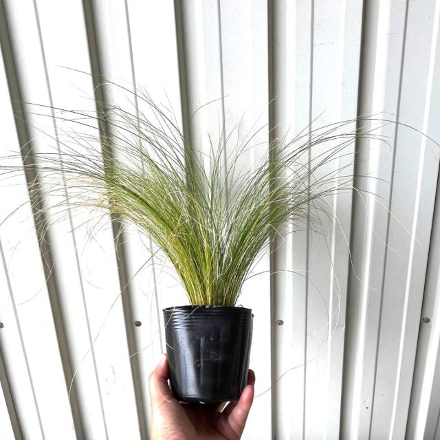 スティパ