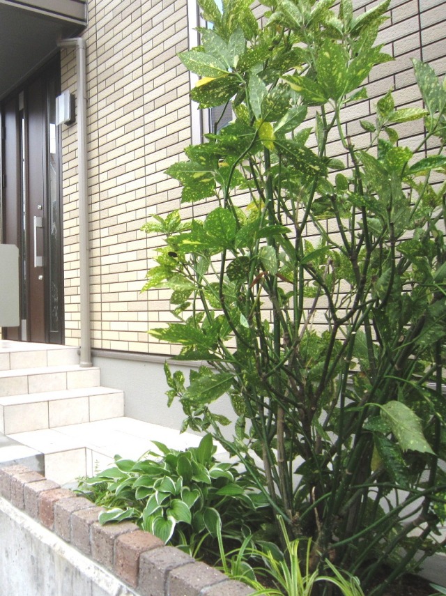 ホスタ　ギボウシ　アオキ　植栽例