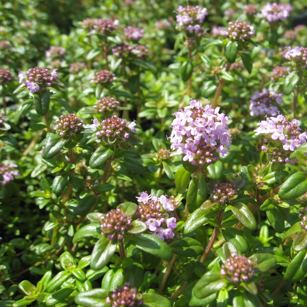 タイムロンギカウリス　600px　植木組合　グランドカバー
