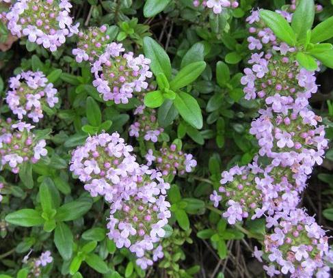 タイム ロンギカウリス 苗