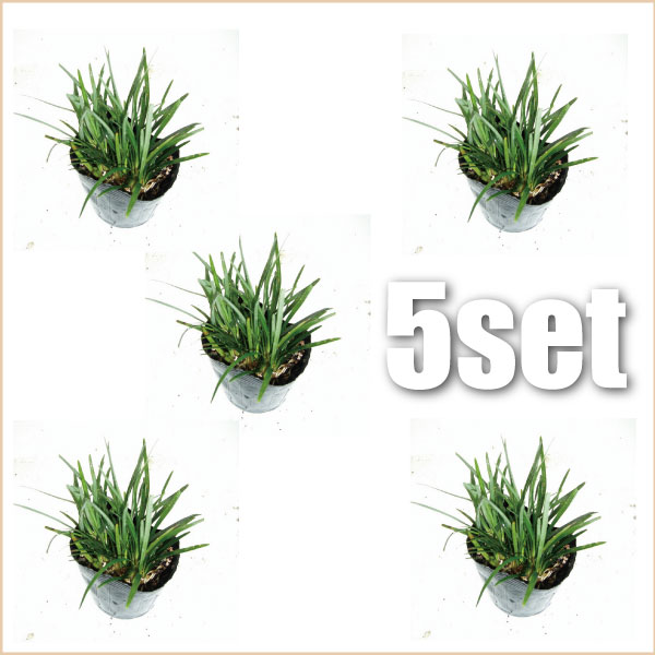 タマリュウ　玉竜