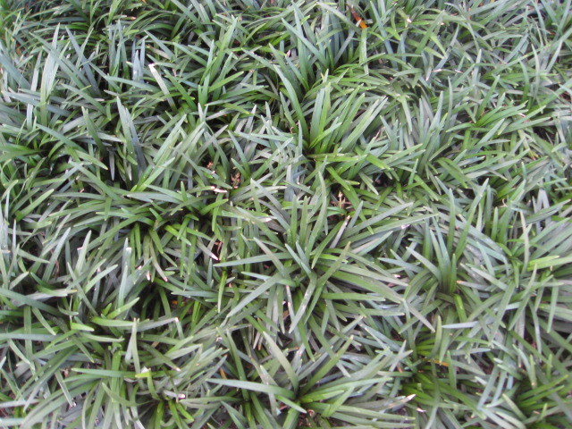 タマリュウ　玉竜　葉　たまりゅう　植木組合