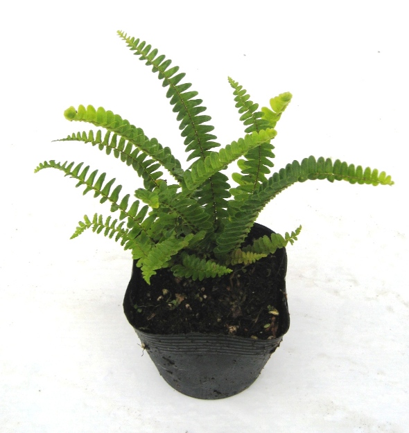 タマシダ葉　植木組合