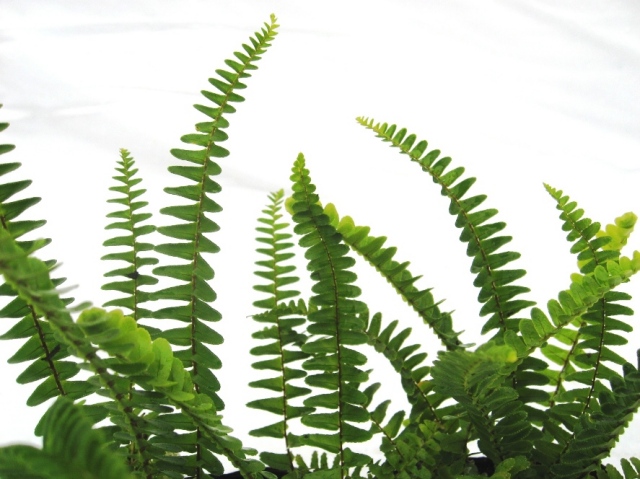 タマシダ　葉　植木組合