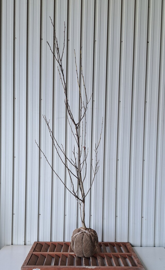 タムシバ たむしば 植木組合