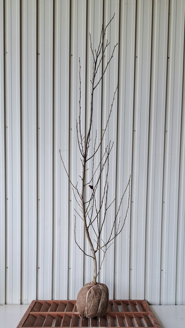 タムシバ　たむしば　植木組合