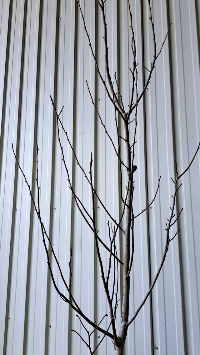 タムシバ　たむしば　植木組合