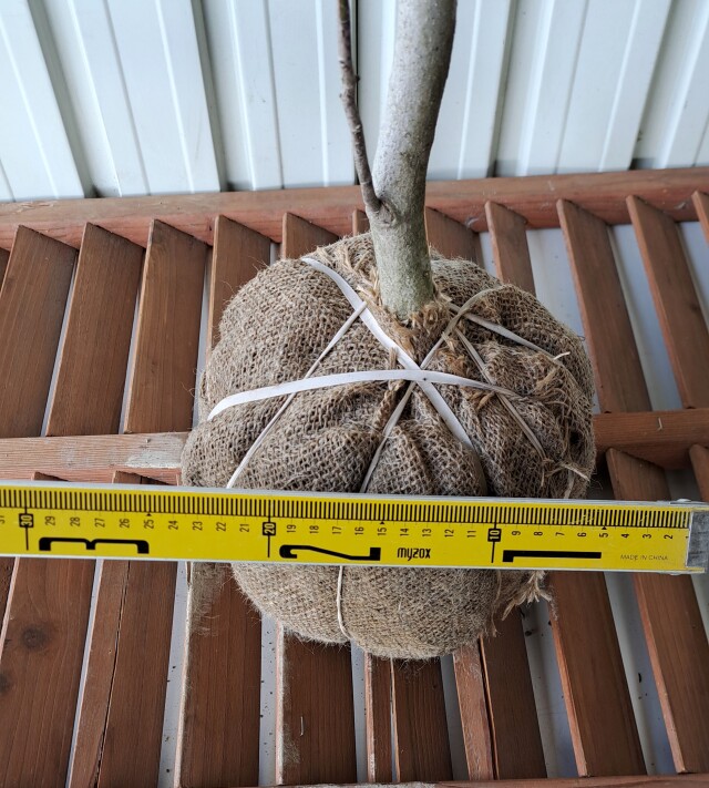 タムシバ　たむしば　植木組合