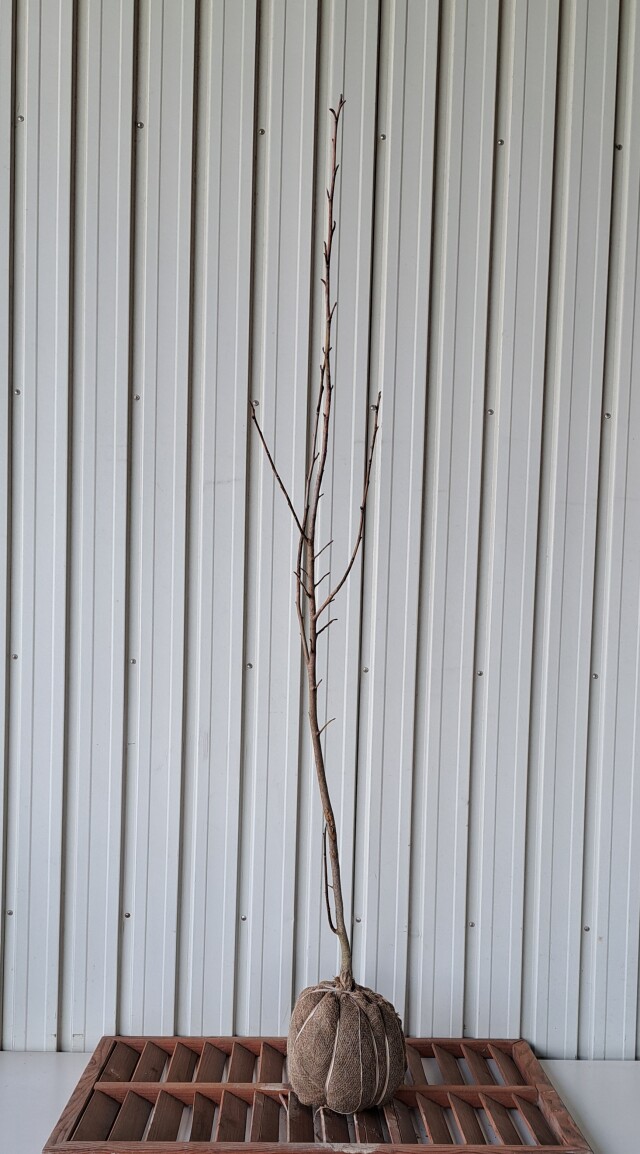 タムシバ　たむしば　植木組合