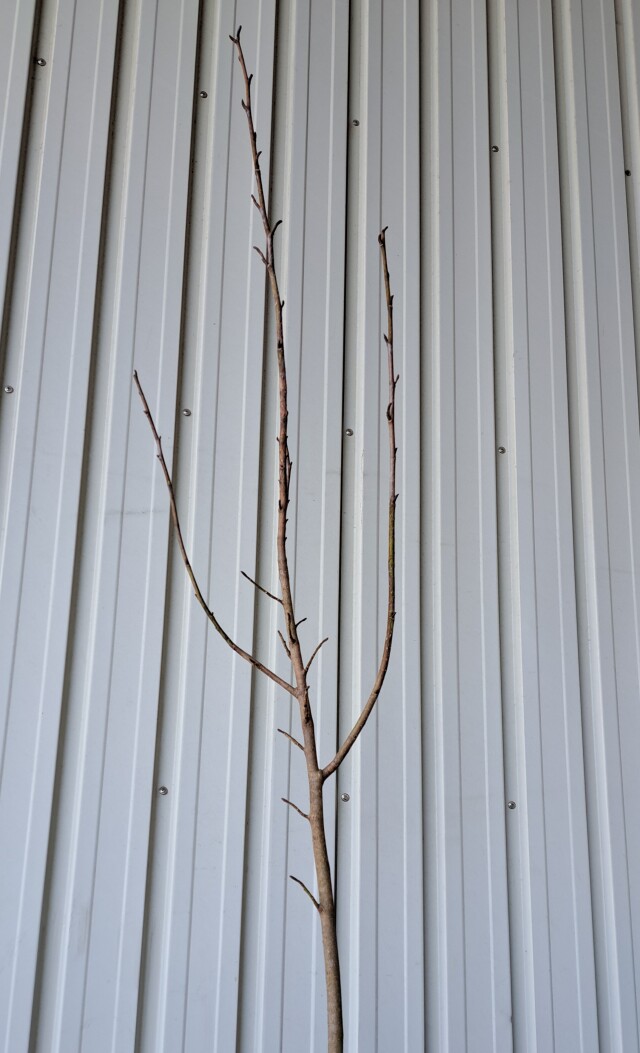 タムシバ　たむしば　植木組合