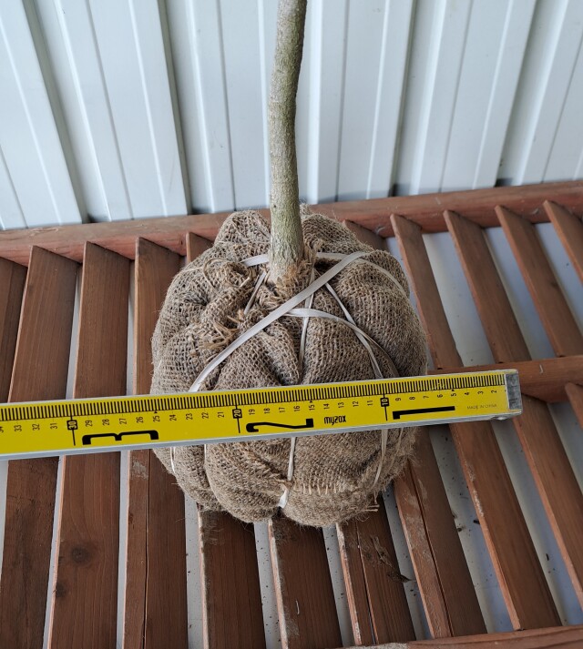 タムシバ　たむしば　植木組合