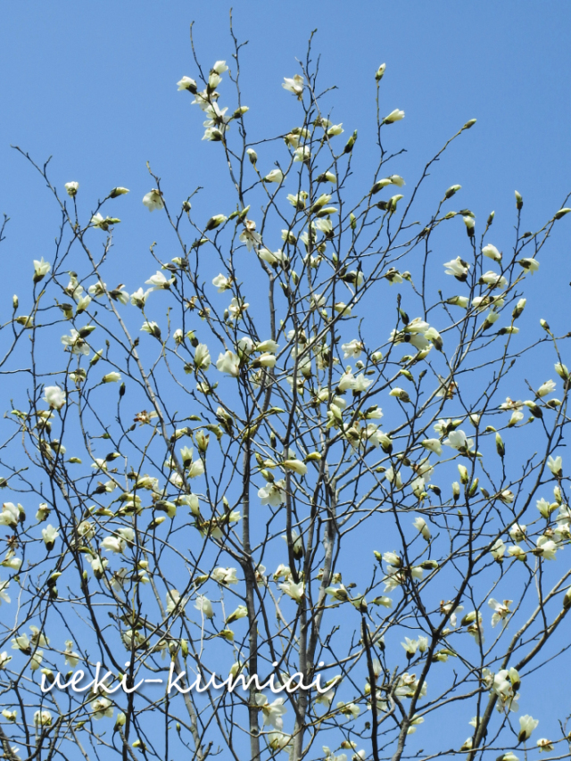 タムシバ　雑木　落葉樹　植木組合　コブシに似た花　春　白い花　