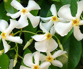 テイカカズラ 苗 ４０個セット