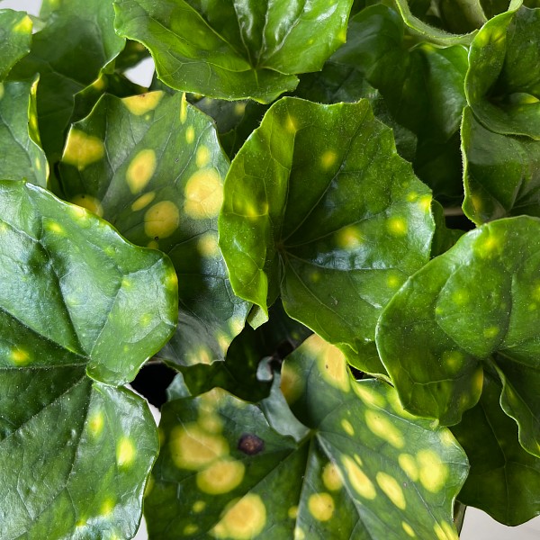人気 植木 庭木 現品販売