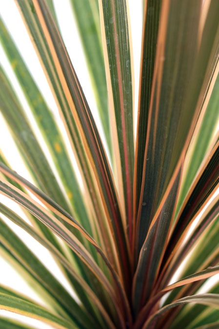 コルディリーネ　トーベイダズラー　こるでぃりにーね　とーべいだずらー　葉　植木組合