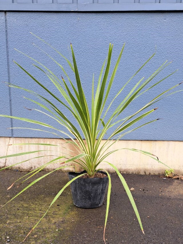 トーベイダズラー　どらせな　ドラセナ　コルディリネ　コルディリーネ　植木組合