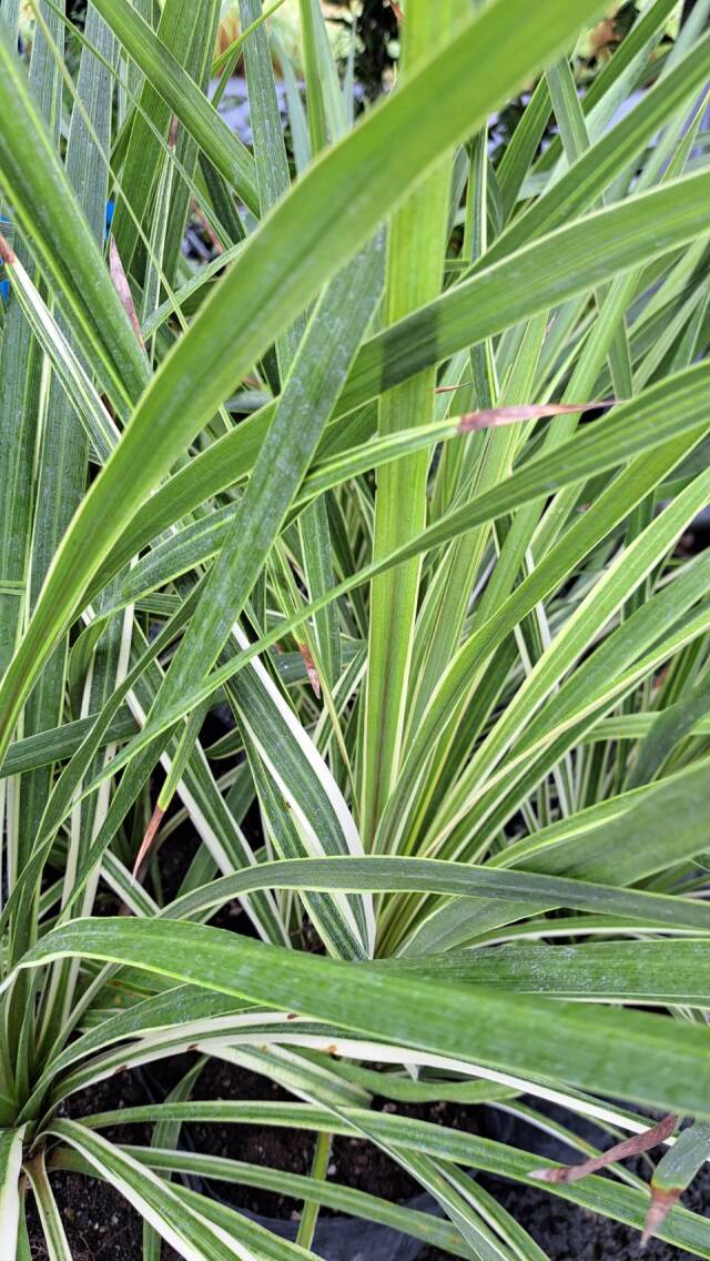 トーベイダズラー　どらせな　ドラセナ　葉　コルディリネ　コルディリーネ　植木組合