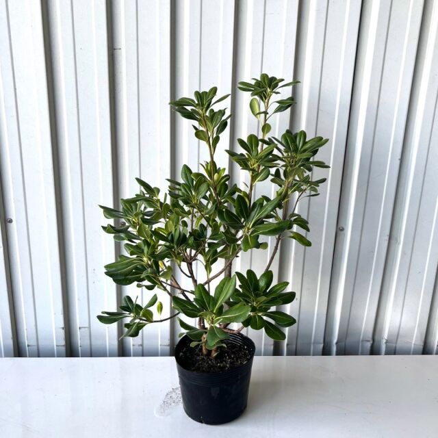 トベラ 高さ約40cm