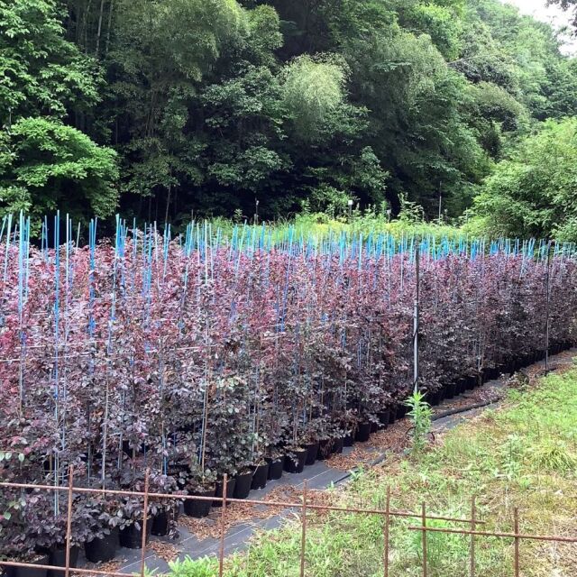 トキワマンサク　赤葉赤花　1ｍ　　植木組合