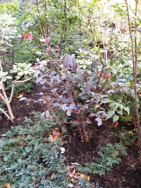 常盤万作 トキワマンサク 植栽例　ときわまんさく　植木組合