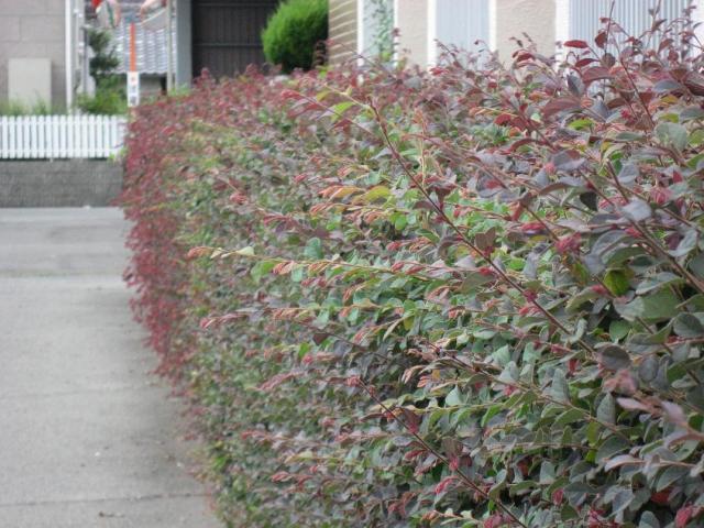 常盤万作　トキワマンサク　ときわまんさく　生垣 植栽例　植木組合