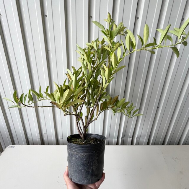 トキワズイナ　40cm