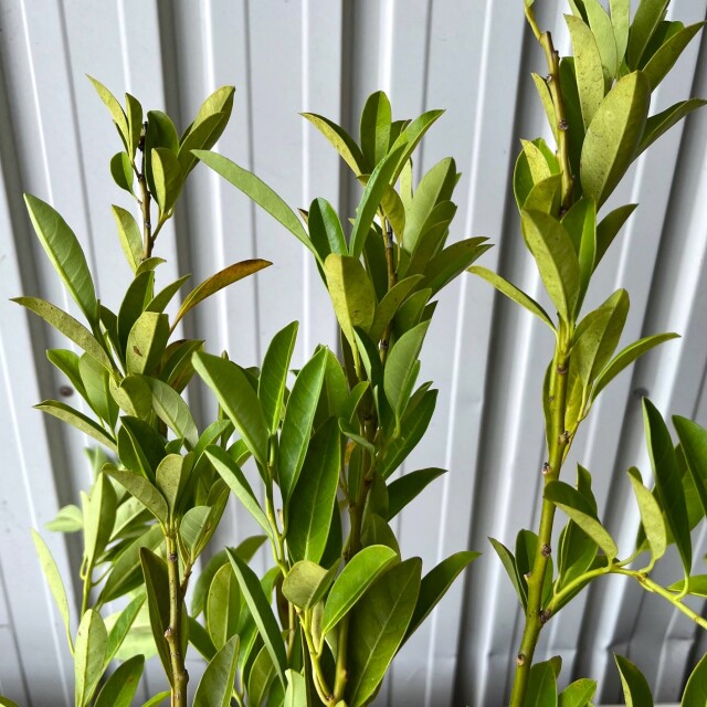 トキワズイナ　40cm