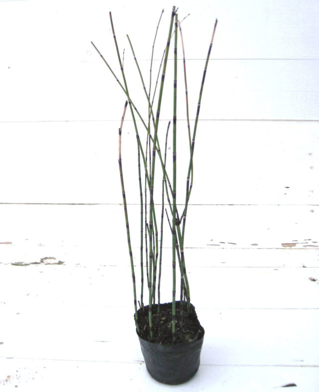 トクサ10.5ｃｍ